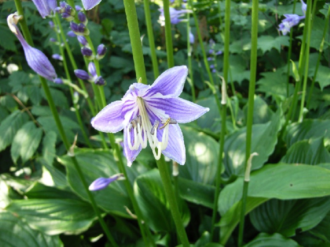 Hosta ventricosa Hartlelie, Funkia