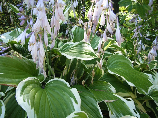Hosta 'Moerheim' Hartlelie, Funkia