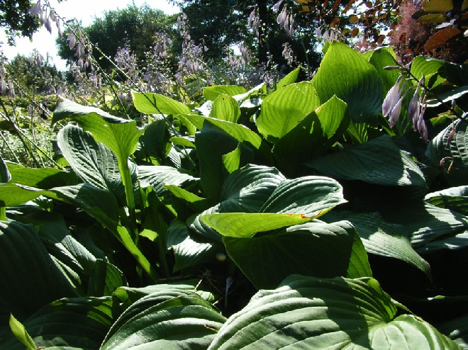 Hosta 'Undulata Erromena' Hartlelie, Funkia
