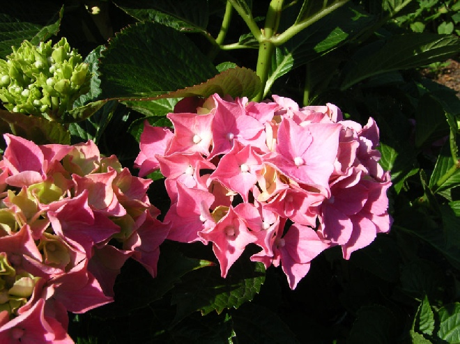 Hydrangea macrophylla 'Alpenglühen' (syn. Glowing Alps) Rode BoerenHortensia
