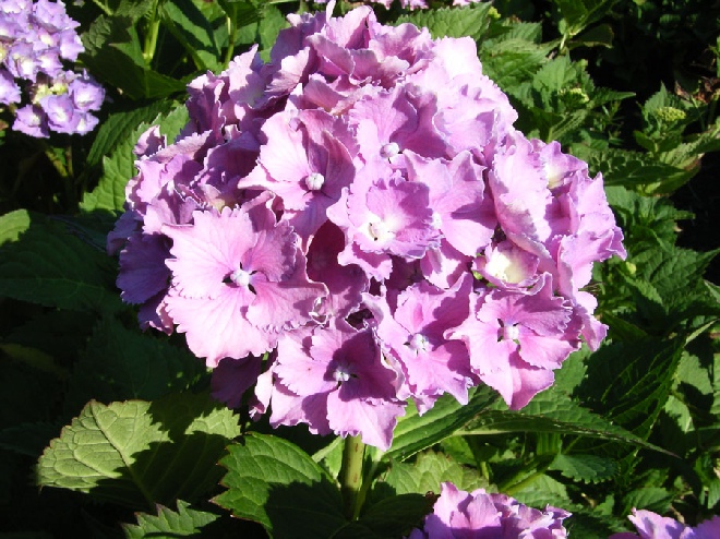 Hydrangea macrophylla 'Altona' hortensia