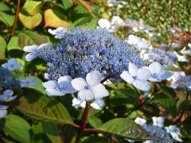 Hydrangea macrophylla 'Belzonii' hortensia