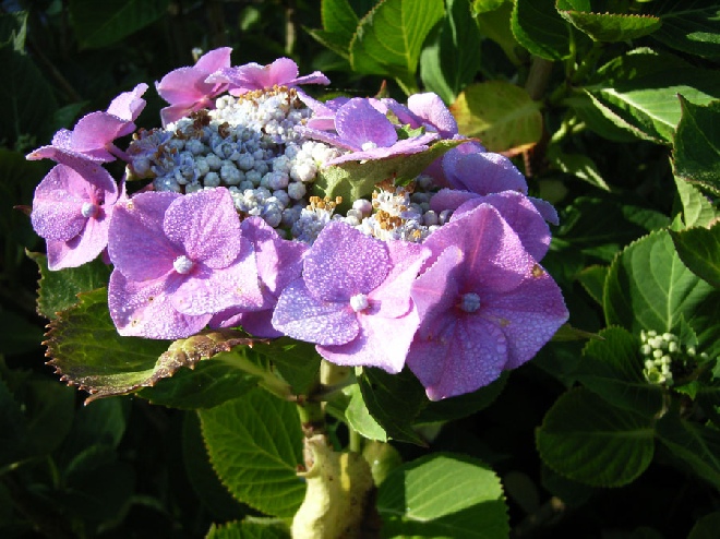 Hydrangea macrophylla 'Eisvogel' hortensia