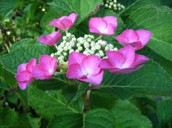 Hydrangea macrophylla 'Geoffrey Chadbund' hortensia