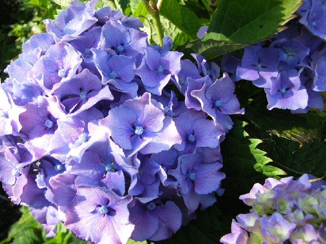 Hydrangea macrophylla 'Hamburg' Hortensia
