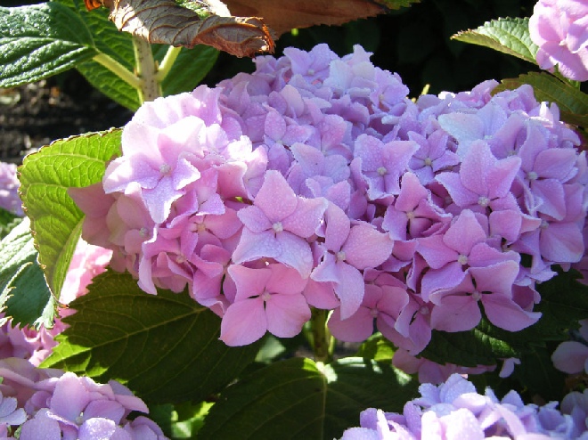 Hydrangea macrophylla 'La France' hortensia