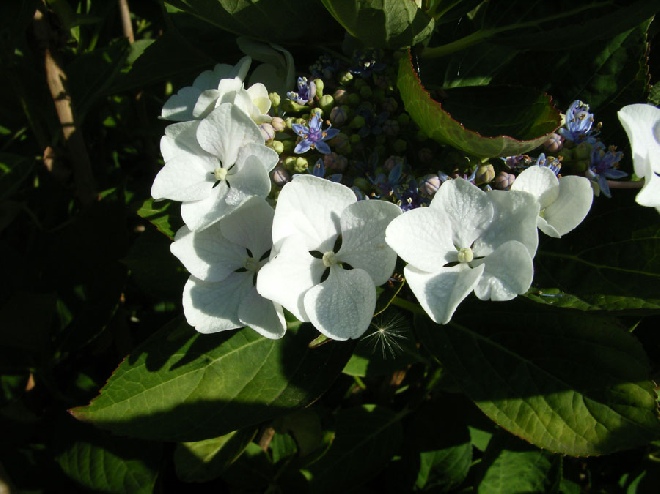 Hydrangea macrophylla 'Libelle' Teller Hortensia