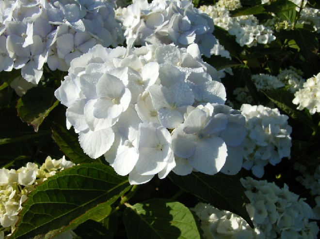 Hydrangea macrophylla 'Madame Emile Mouillère' Hortensia