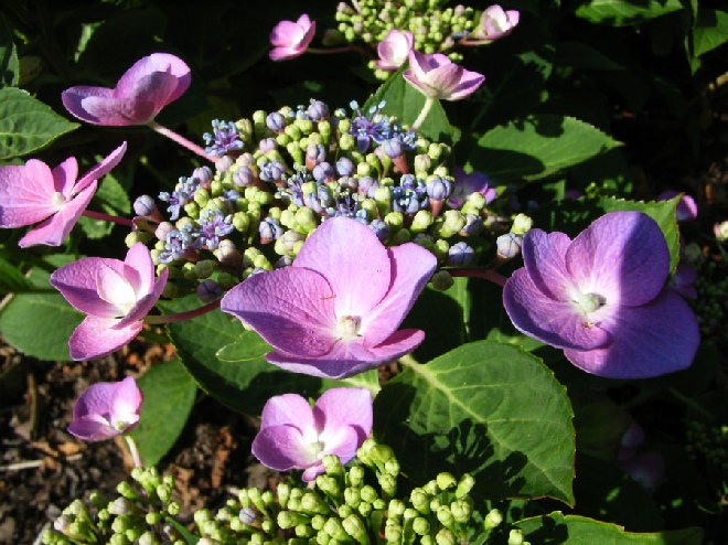 Hydrangea macrophylla 'Mousmée' (Aduarda) hortensia