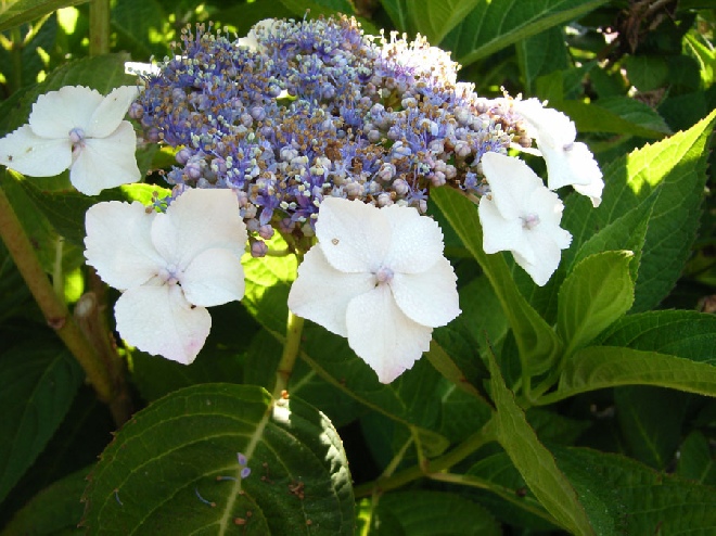Hydrangea macrophylla 'Tokyo Delight' hortensia