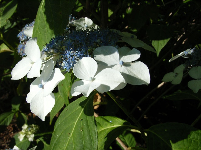 Hydrangea macrophylla 'Veitchii' hortensia