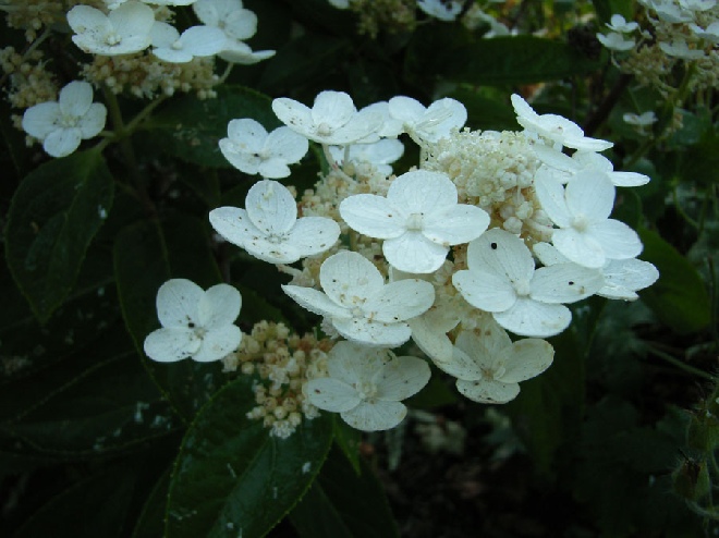 Hydrangea paniculata 'Dharuma' pluimhortensia, schapenkophortensia