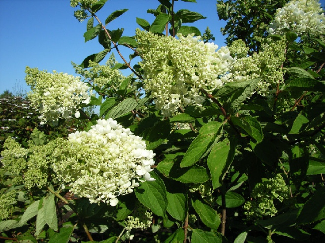 Hydrangea paniculata 'Grandiflora' Schapekophortensia, Pluimhortensia