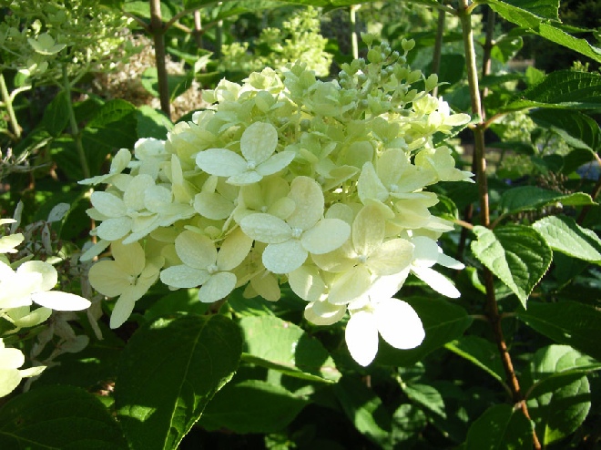 Hydrangea paniculata 'Limelight' Schapekophortensia, Pluimhortensia