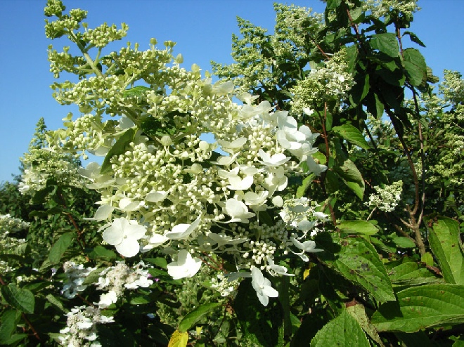 Hydrangea paniculata 'Unique' Schapekop-hortensia, Pluimhortensia