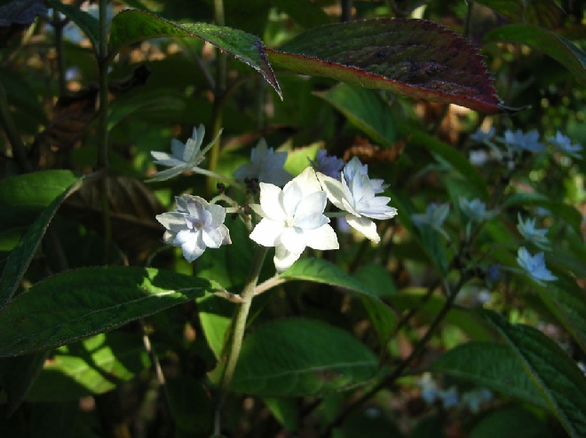 Hydrangea serrata 'Prolifera' hortensia
