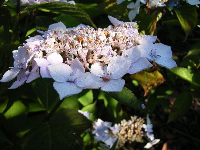 Hydrangea serrata 'Blue Deckle' hortensia