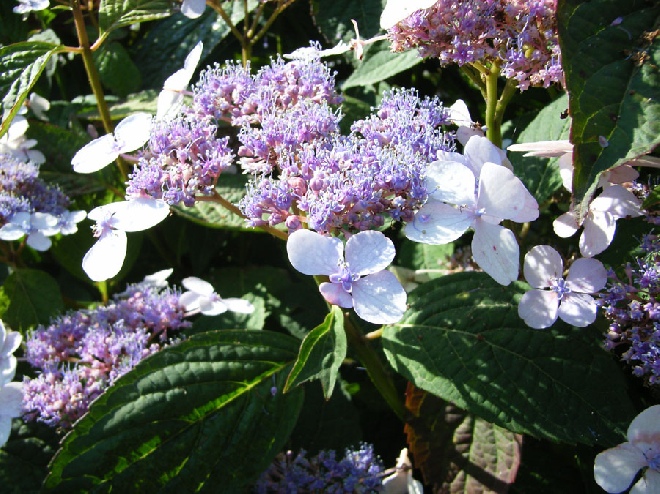 Hydrangea serrata 'Impératrice Eugénie' hortensia