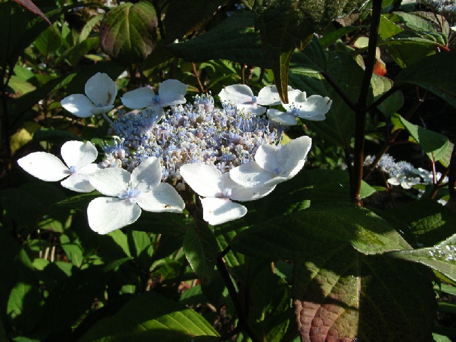 Hydrangea macrophylla 'Ramis Pictis' hortensia