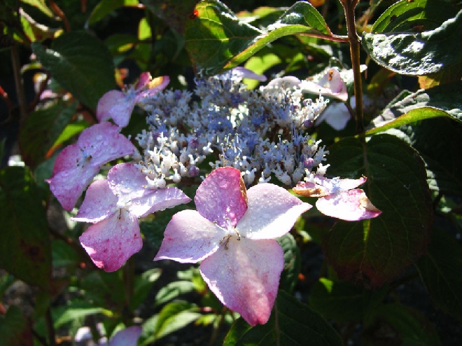 Hydrangea serrata 'Rosalba' (syn. H. serrata 'Benigaku') hortensia