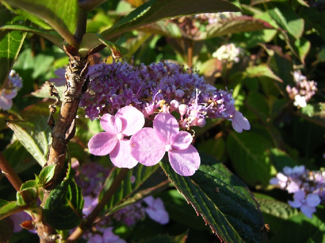 Hydrangea serrata 'Spreading Beauty' TM hortensia