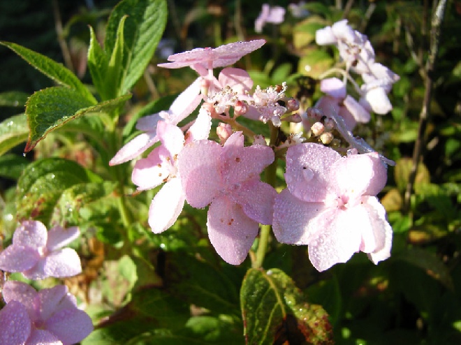 Hydrangea wilsonii hortensia