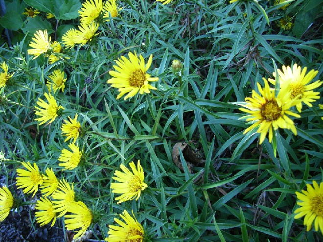 Inula ensifolia Alant