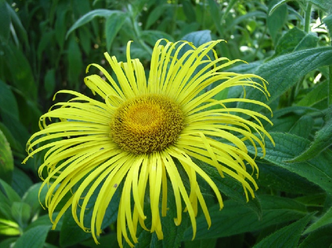 Inula hookeri Alant