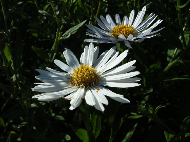 Kalimeris incisa 'Alba' Zomeraster