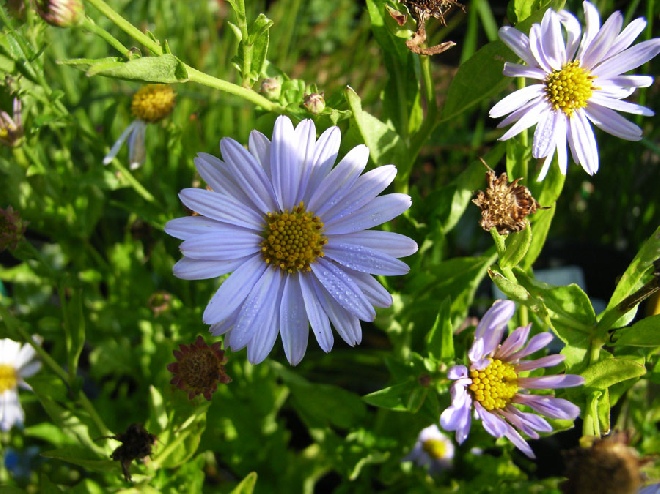 Kalimeris incisa 'Blue Star' Zomeraster