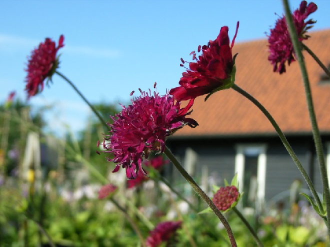 Knautia macedonica (syn. Scabiosa rumelica) Beemdkroon