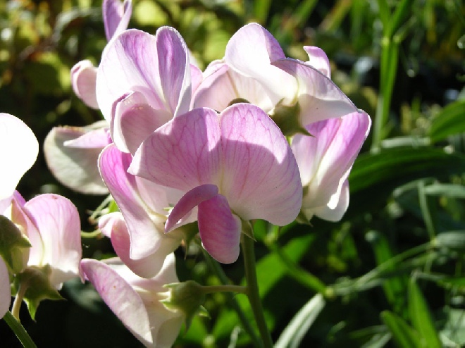 Lathyrus latifolius 'Pink Pearl' Overblijvende Pronkerwt
