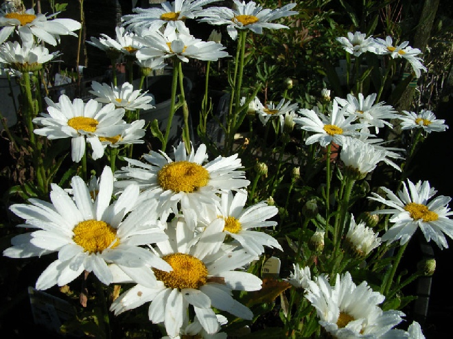 Leucanthemum 'Alaska'  Margriet