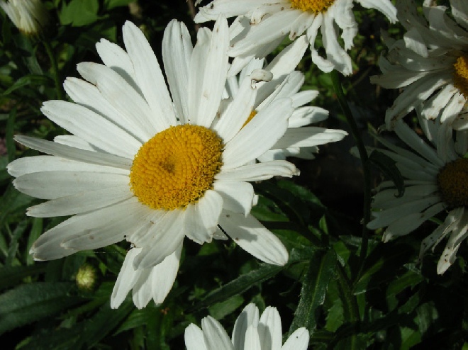 Leucanthemum 'Dwarf Snow Lady' Margriet