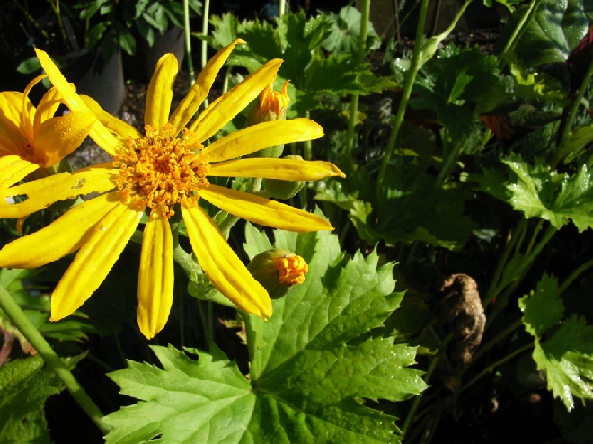 Ligularia palmatiloba Kruiskruid