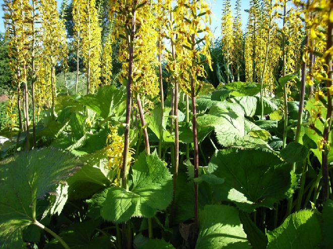 Ligularia 'Zepter' Kruiskruid