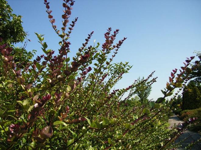 Lonicera nitida 'Red Tips' struikkamperfoelie