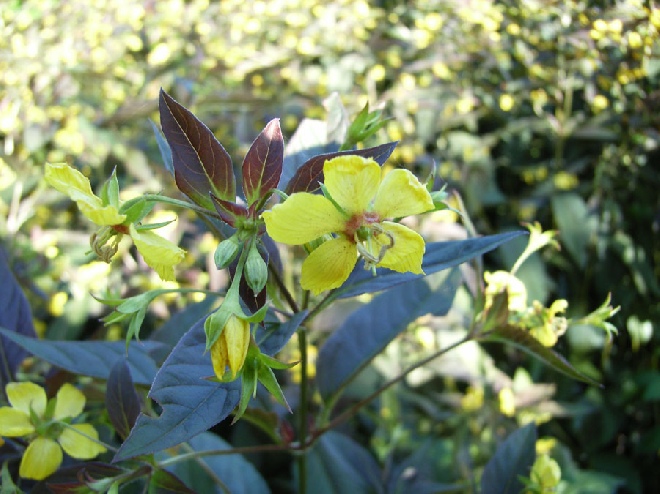 Lysimachia ciliata 'Firecracker' Wederik