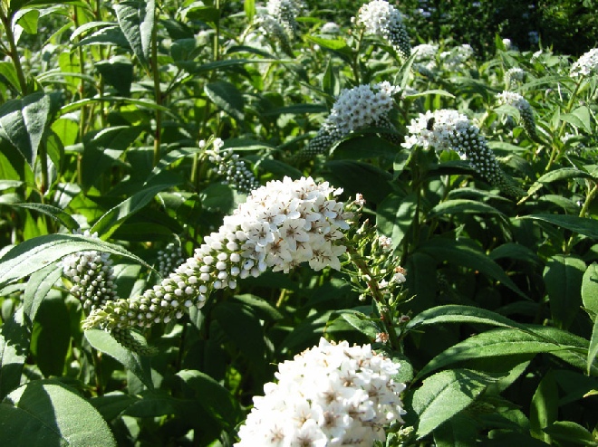 Lysimachia clethroides Wederik