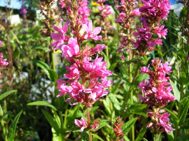 Lythrum salicaria 'Robert' Kattenstaart, Kattestaart