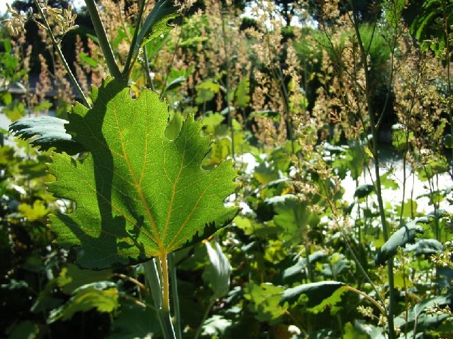 Macleaya microcarpa 'Kelway's Coral Plume' Pluimpapaver