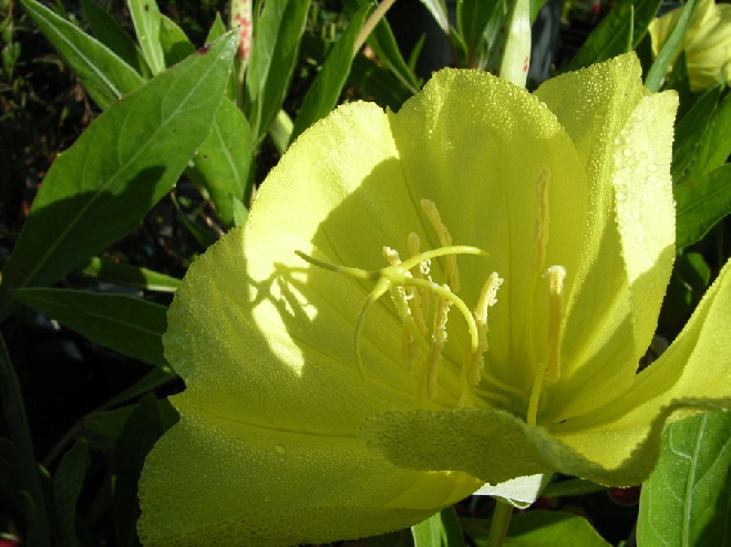 Oenothera macrocarpa (syn. O. missouriensis) Teunisbloem