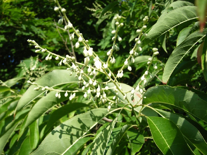 Oxydendrum arboreum sauerbaum, zuurboom