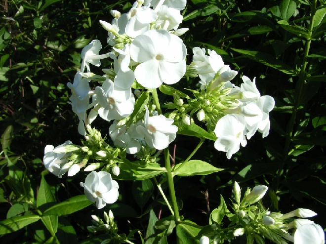 Phlox 'David'  Vlambloem
