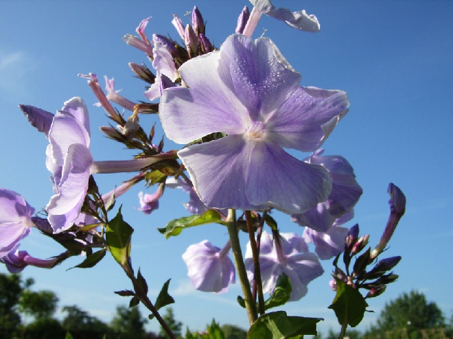 Phlox 'Lavendelwolke' (Paniculata-groep) Vlambloem