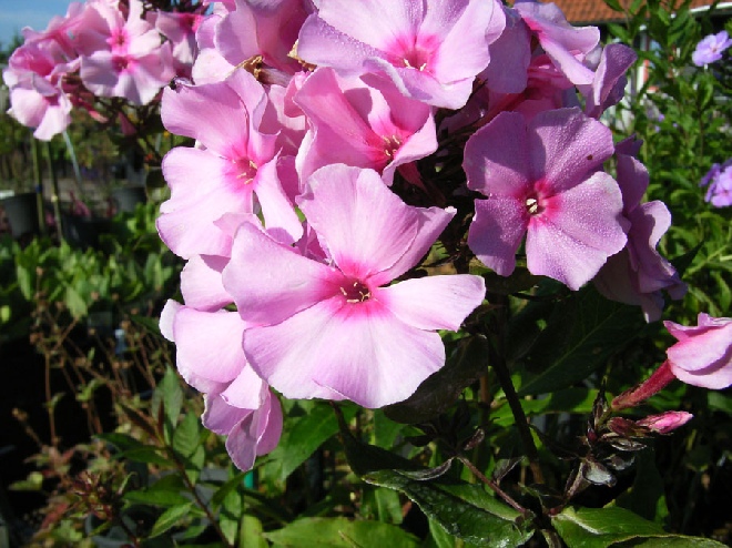 Phlox 'Mies Copijn' (Paniculata-groep) Vlambloem