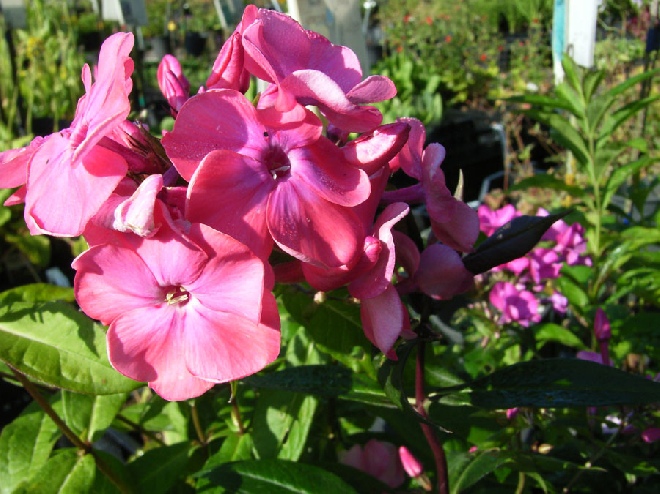 Phlox 'Spitfire'  Vlambloem