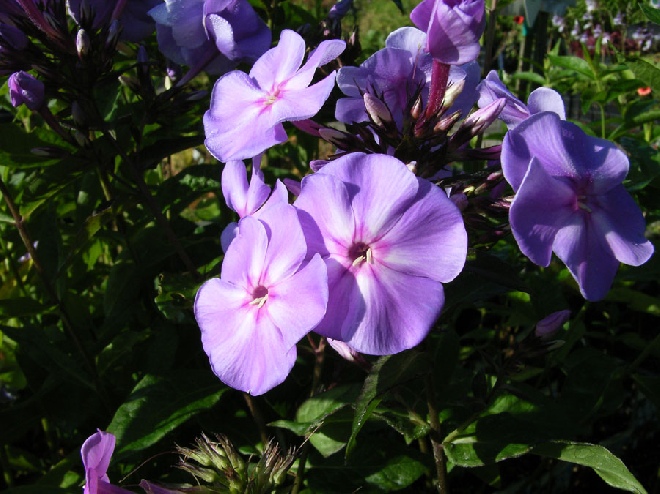 Phlox 'Blue Boy' (Paniculata-groep) Vlambloem