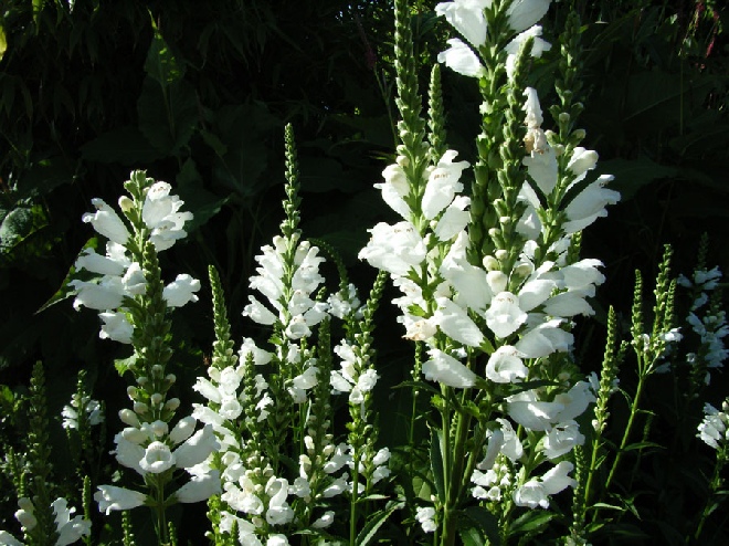 Physostegia virginiana 'Alba' Scharnierplant, SCHARNIERBLOEM