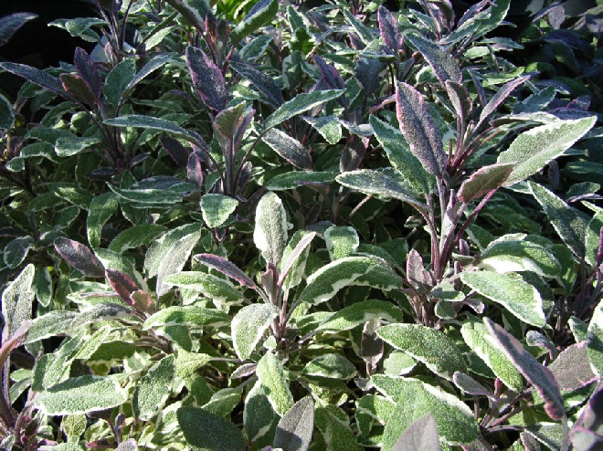 Salvia officinalis 'Icterina' Salie